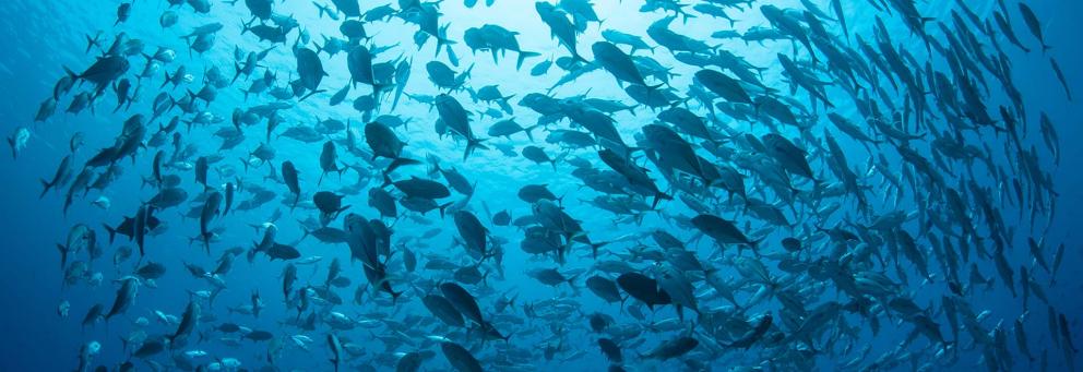 Formation et recrutement