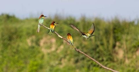 Projet "Déclin des espèces"