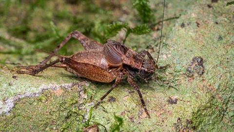 Projet "De la modélisation d’ailes de grillons à la conception de nouveaux matériaux acoustiques"