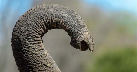 Modélisation d’une trompe d’éléphant