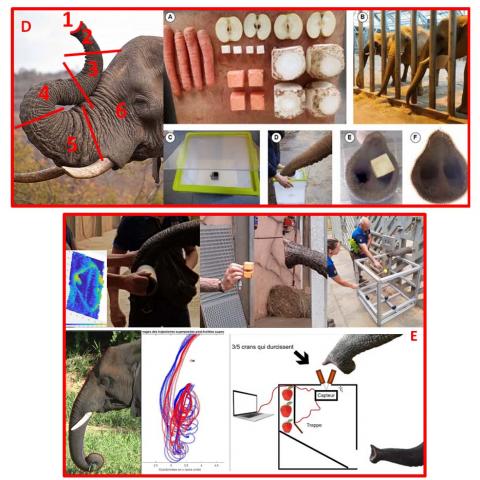 Preliminary approaches tested (PRIME80-Pouydebat & Cornette) we need to develop with the PhD (Pouydebat-Cornette et al. - ©Pouydebat/Cornette