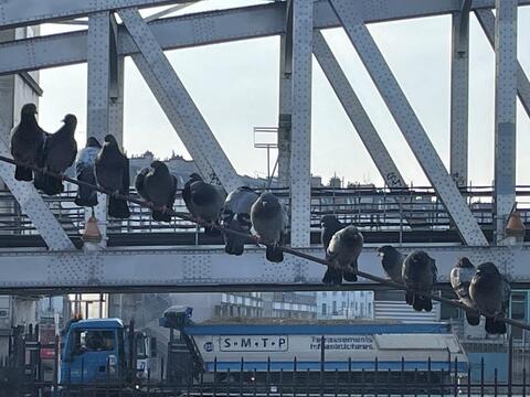 Populations de pigeons bisets place de la Chapelle à Paris