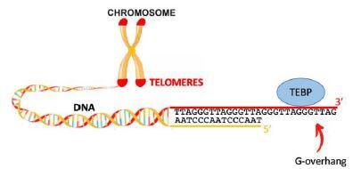 Structure of telomeres